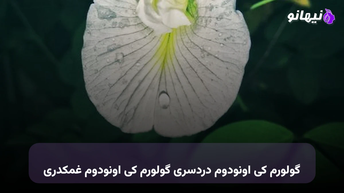 دانلود آهنگ گولورم کی اونودوم دردسری گولورم کی اونودوم غمکدری ترکی