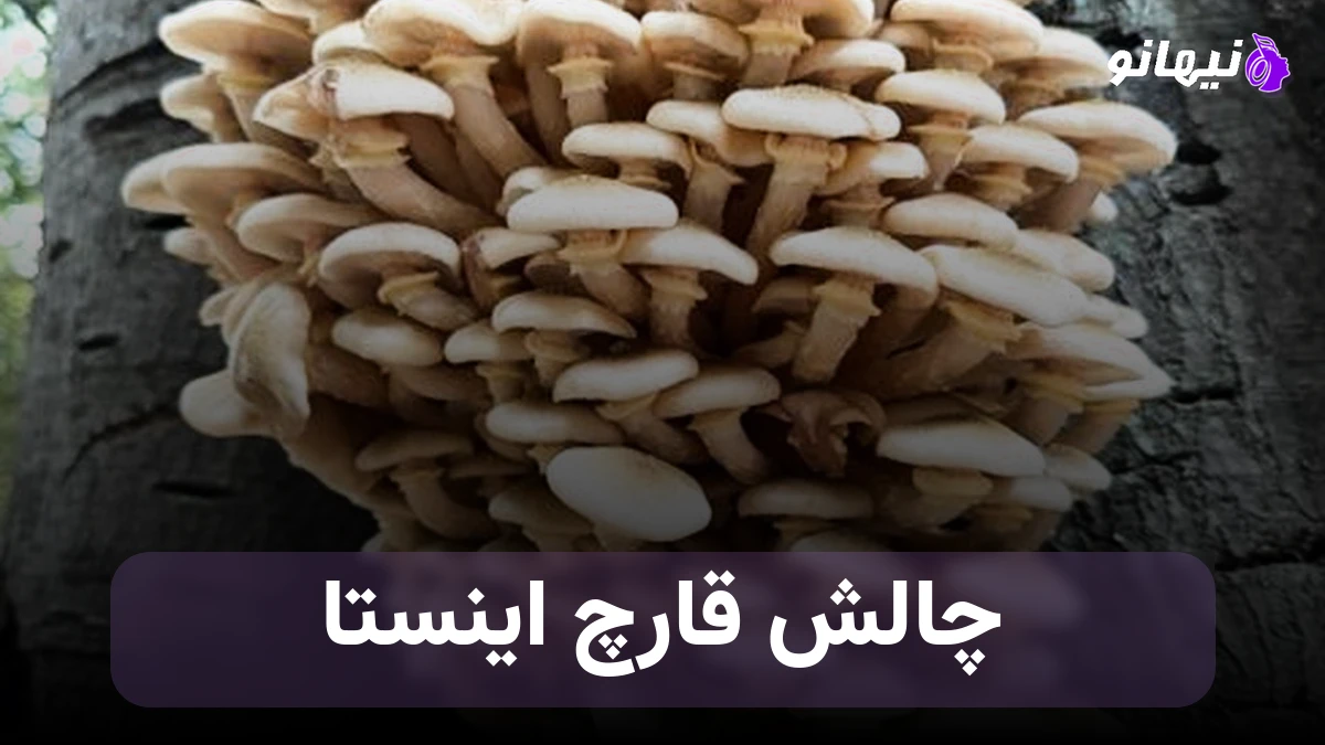 دانلود آهنگ چالش قارچ در جنگل اینستا 