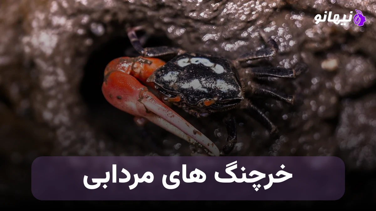 دانلود آهنگ خرچنگ های مردابی صدای زن هوش مصنوعی