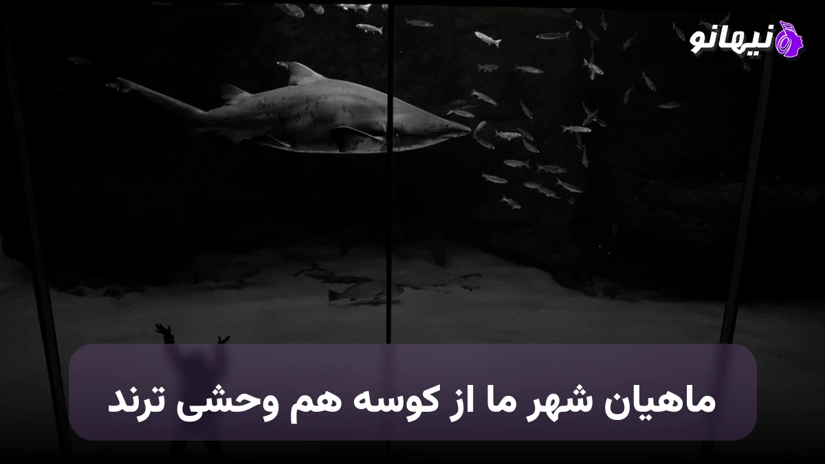 دانلود آهنگ ماهیان شهر ما از کوسه هم وحشی ترند هوش مصنوعی